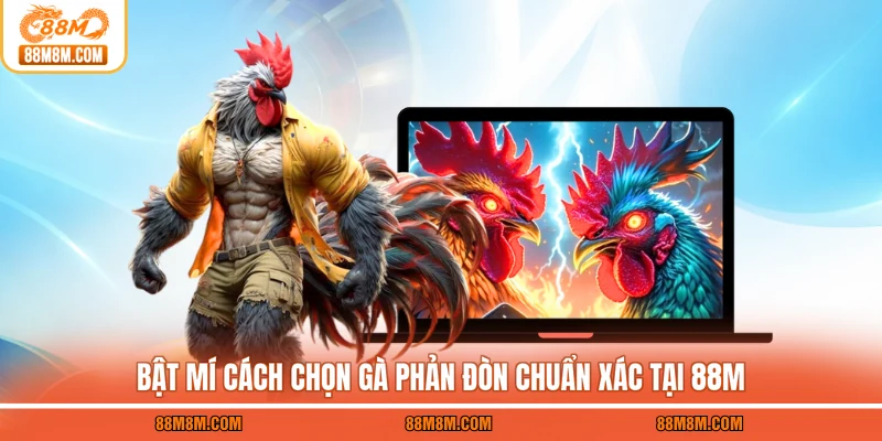 Bật mí cách chọn gà phản đòn chuẩn xác tại 88M